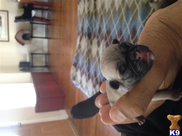 pug puppy posted by 492 CH KENNELS